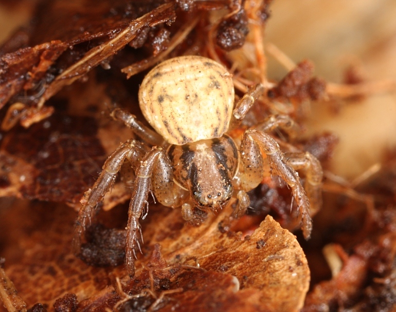 Ozyptila trux (Ozyptila trux)