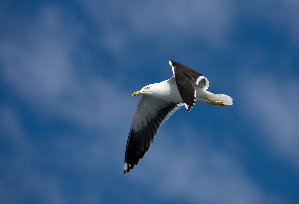 Nordsøsildemåge (Larus fuscus intermedius) - Naturbasen