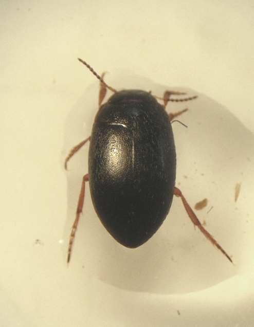 Hydroporus discretus (Hydroporus discretus)