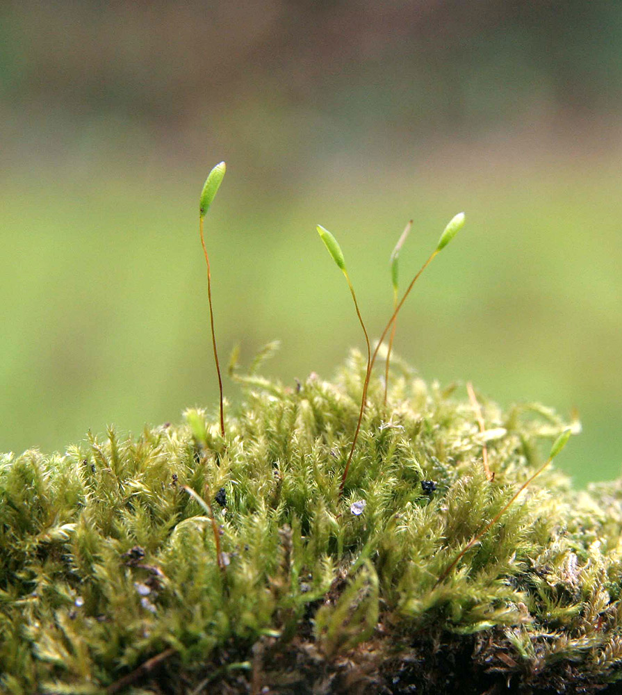 Tæt Pølsekapsel (Herzogiella striatella)