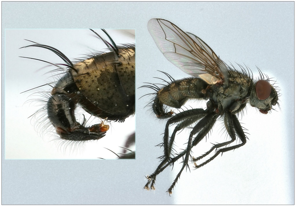 Sarcophaga pumila (Sarcophaga pumila)