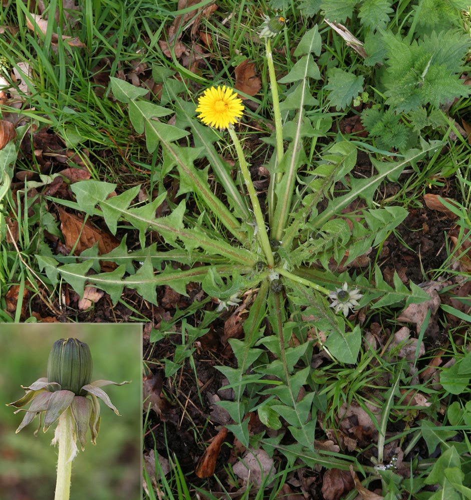 Kortbladet Vejmælkebøtte (Taraxacum curtifrons)