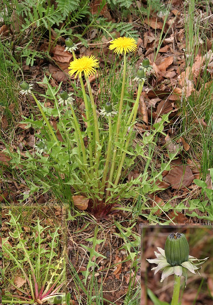 Let Vejmælkebøtte (Taraxacum pulchrifolium)