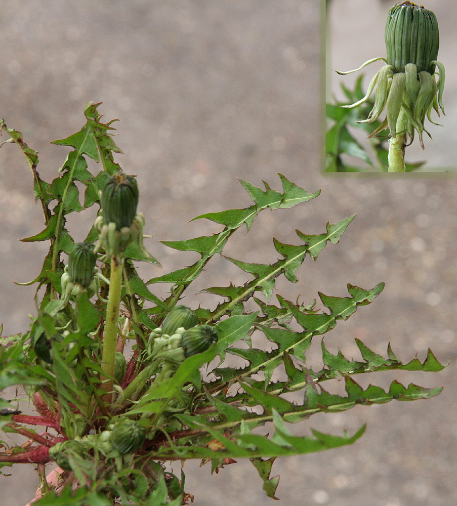 Kravetornet Vejmælkebøtte (Taraxacum collarispinulosum)