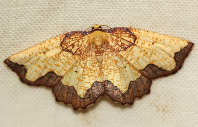 Mørkbræmmet Spidsmåler (Epione vespertaria)