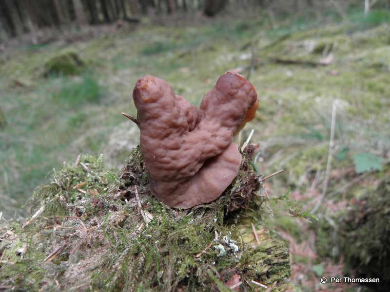 Udbredt Stenmorkel (Gyromitra ancilis)