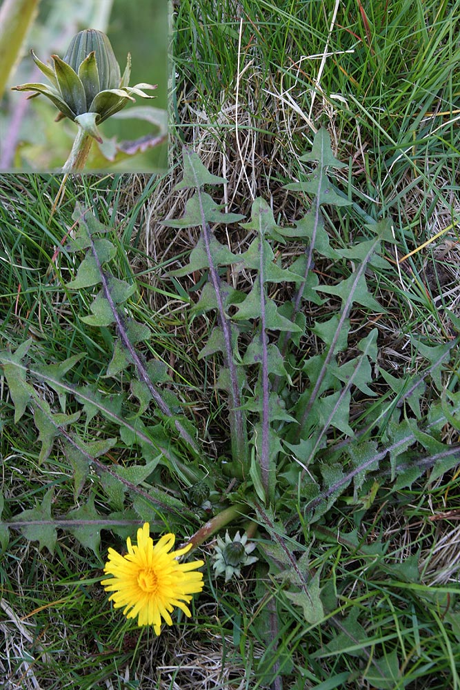 Enkel Pletmælkebøtte (Taraxacum explanatum)