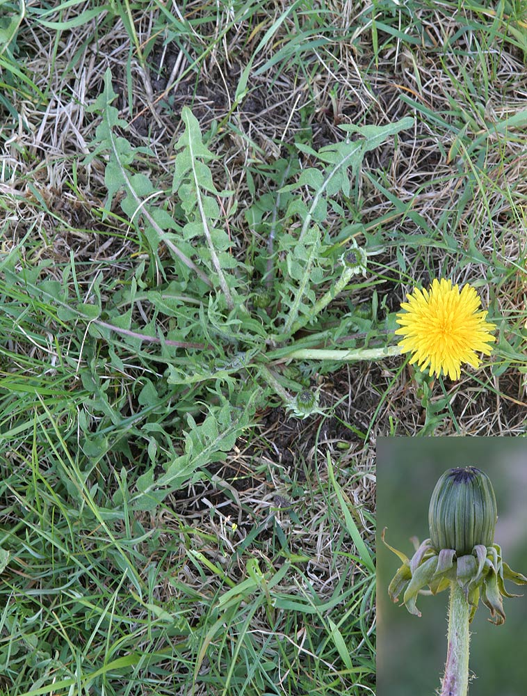 Grågrøn Vejmælkebøtte (Taraxacum canoviride)