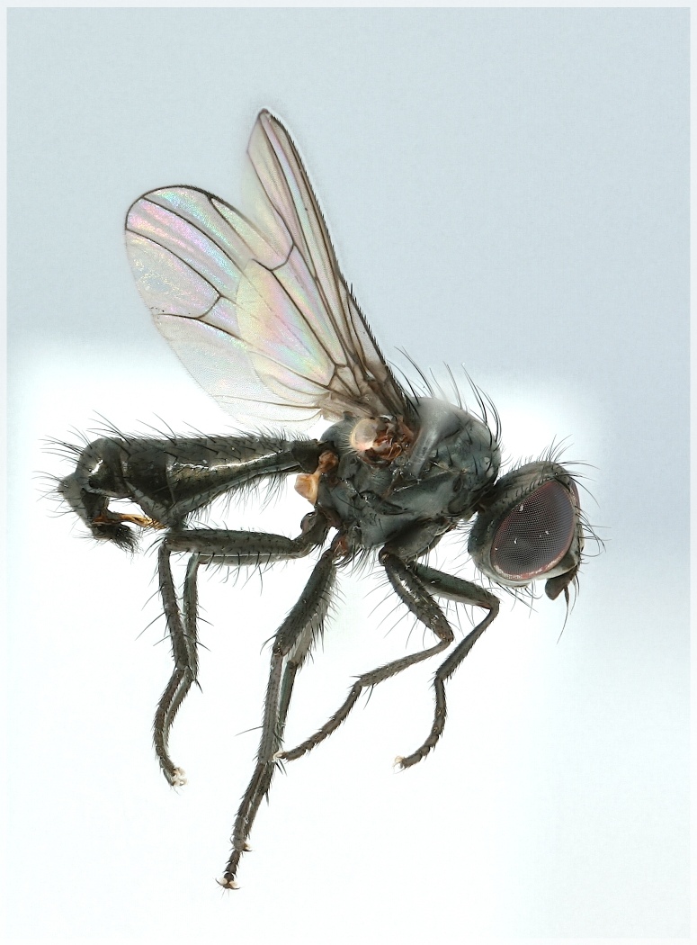 Phorbia melania (Phorbia melania)