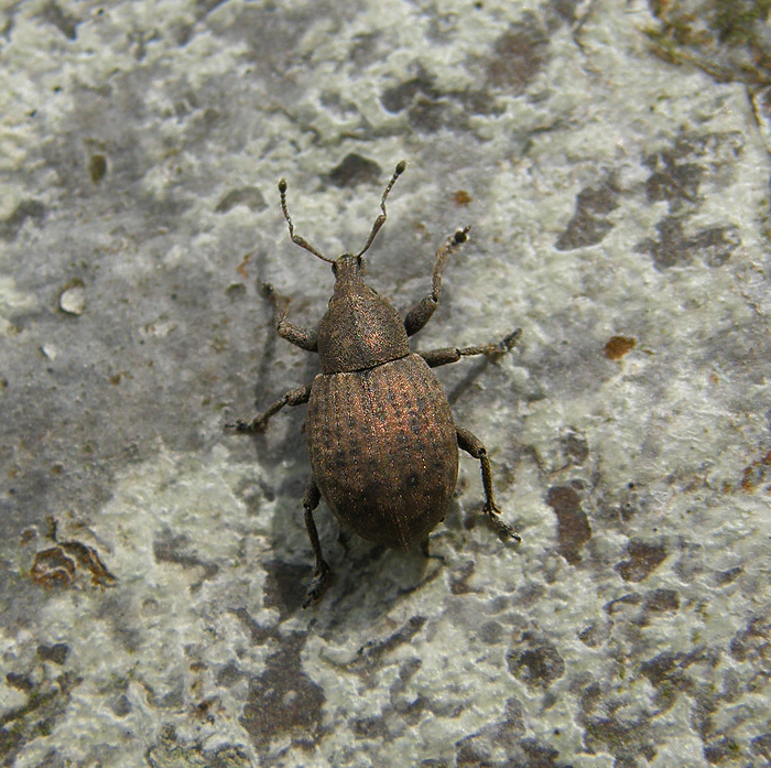 Tropiphorus terricola (Tropiphorus terricola)
