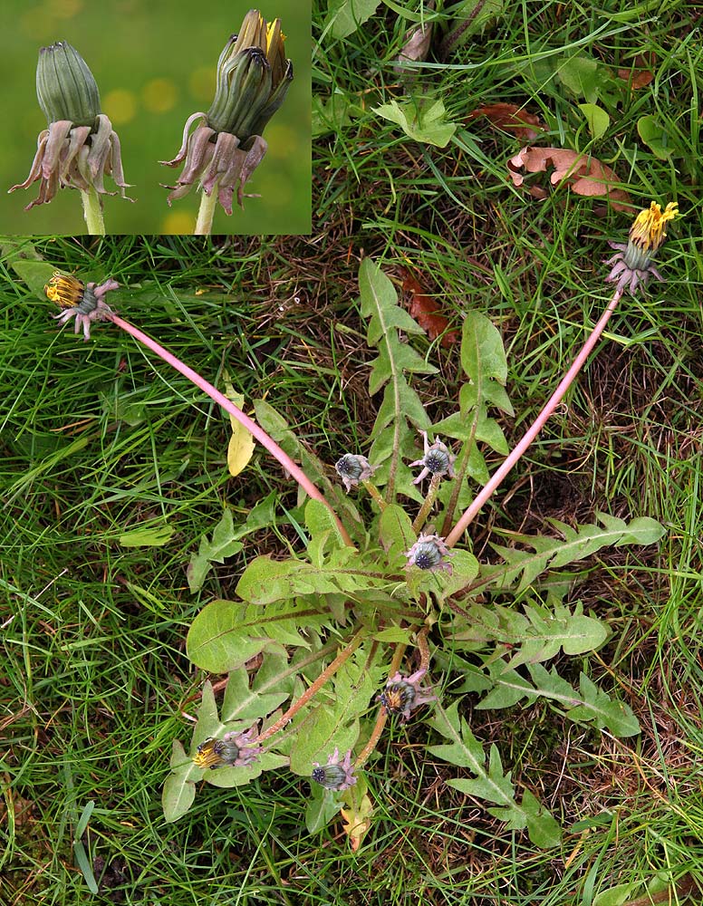 Fagerströms Vejmælkebøtte (Taraxacum fagerstroemii)
