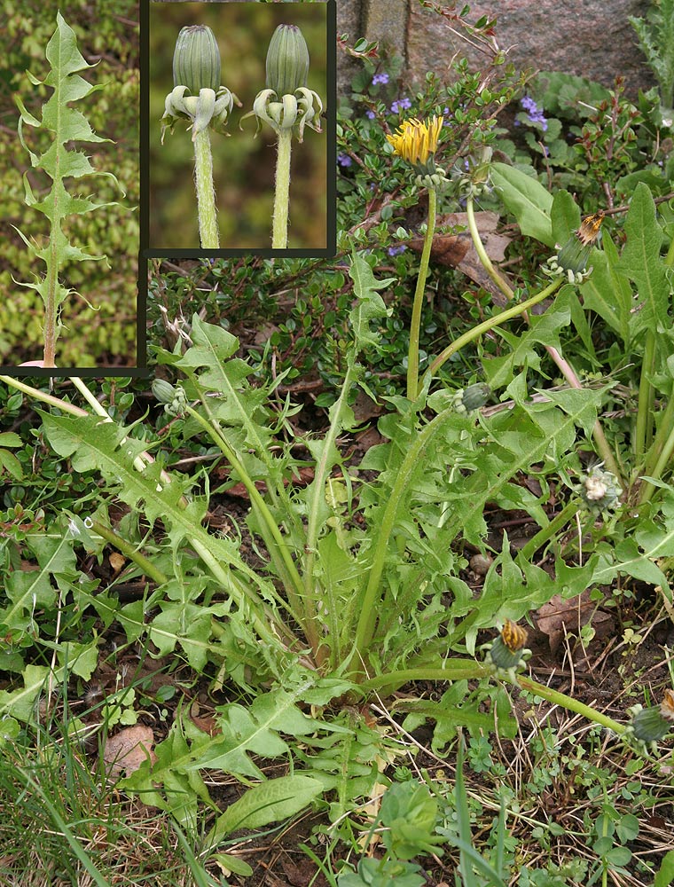 Gulgrøn Vejmælkebøtte (Taraxacum chloroticum)