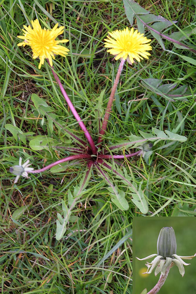 Liggende Vejmælkebøtte (Taraxacum rigens)