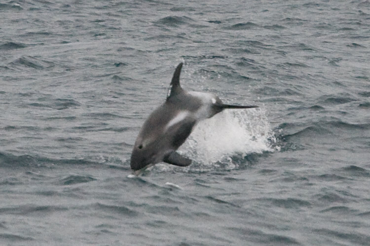 Hvidnæse (Lagenorhynchus albirostris)