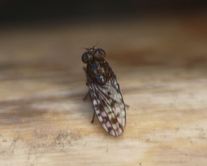 Ilythea spilota (Ilythea spilota)