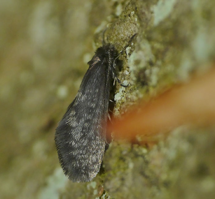 Mellemstor Lavsæk (Dahlica lazuri)