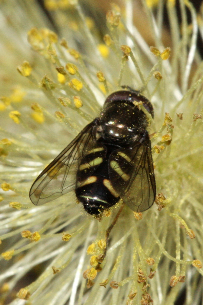Nordisk Skovsvirreflue (Dasysyrphus pauxillus)