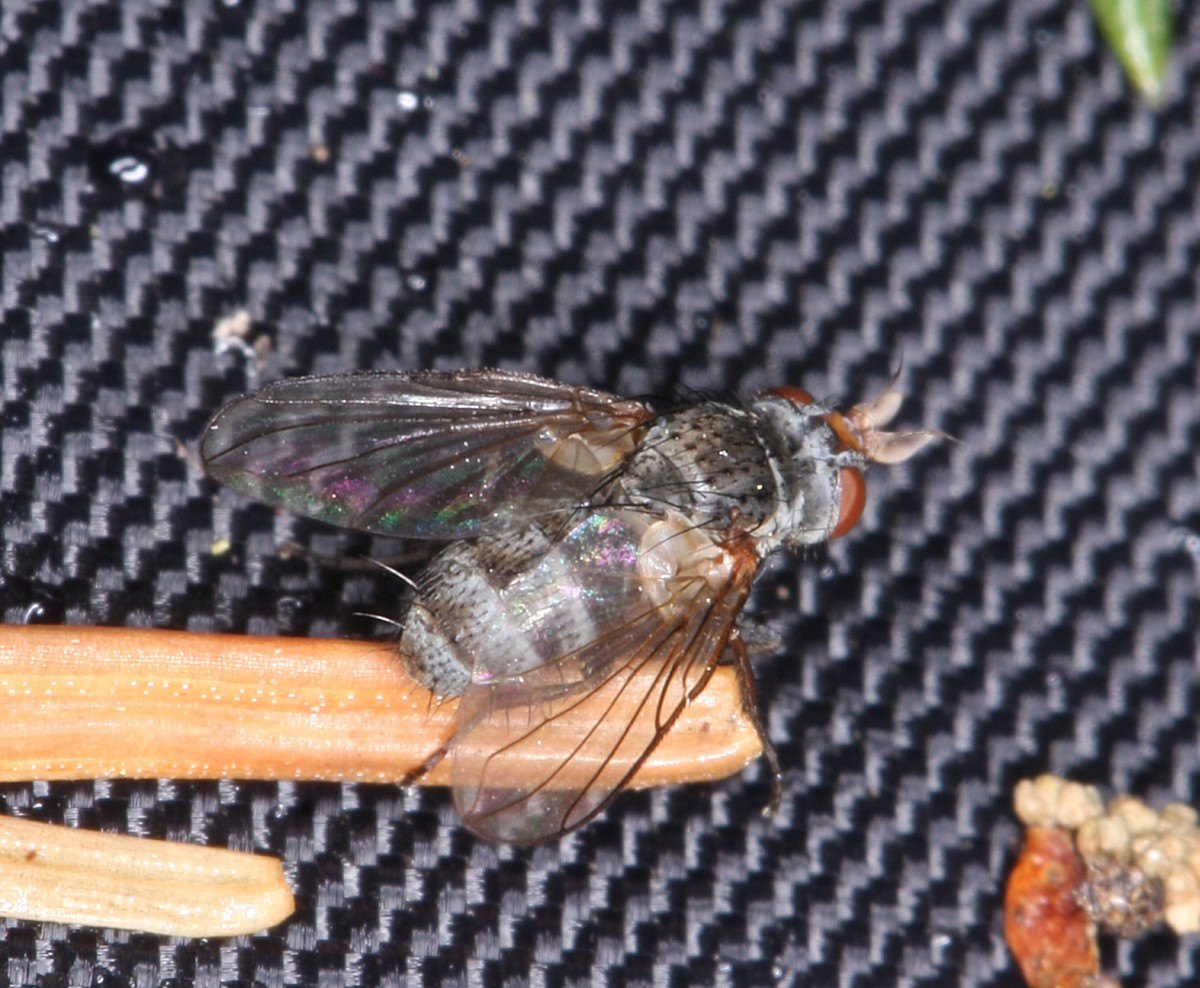 Entomophaga sp. (Entomophaga sp.)