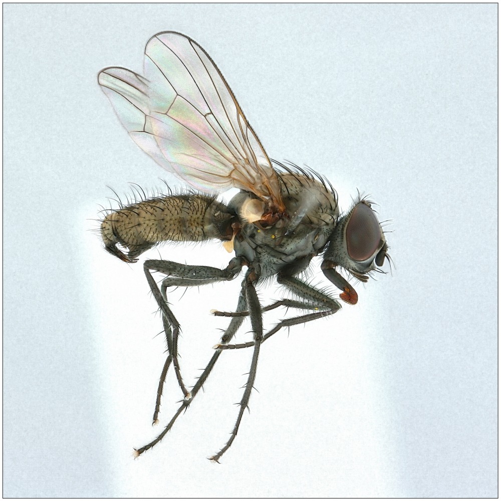 Adia cinerella (Adia cinerella)