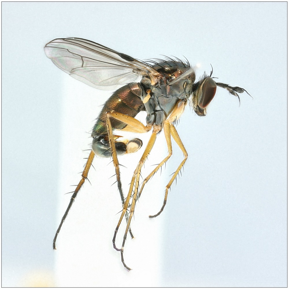 Dolichopus latipennis (Dolichopus latipennis)