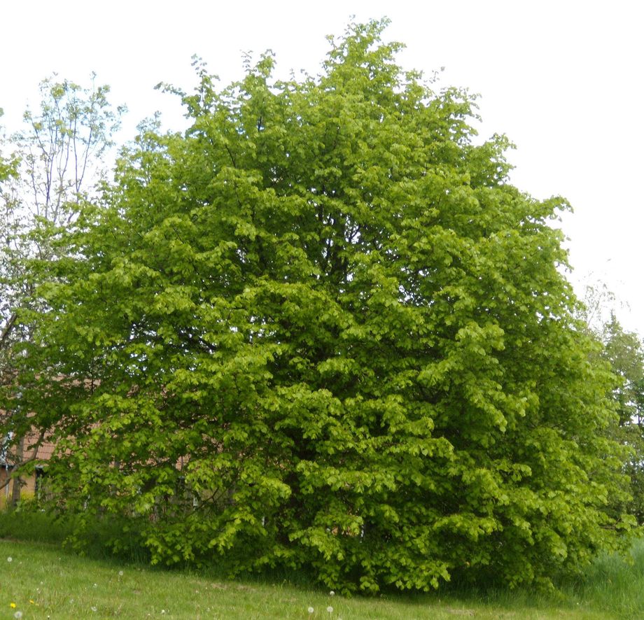 Småbladet Lind - Observation NB-529463 - Naturbasen