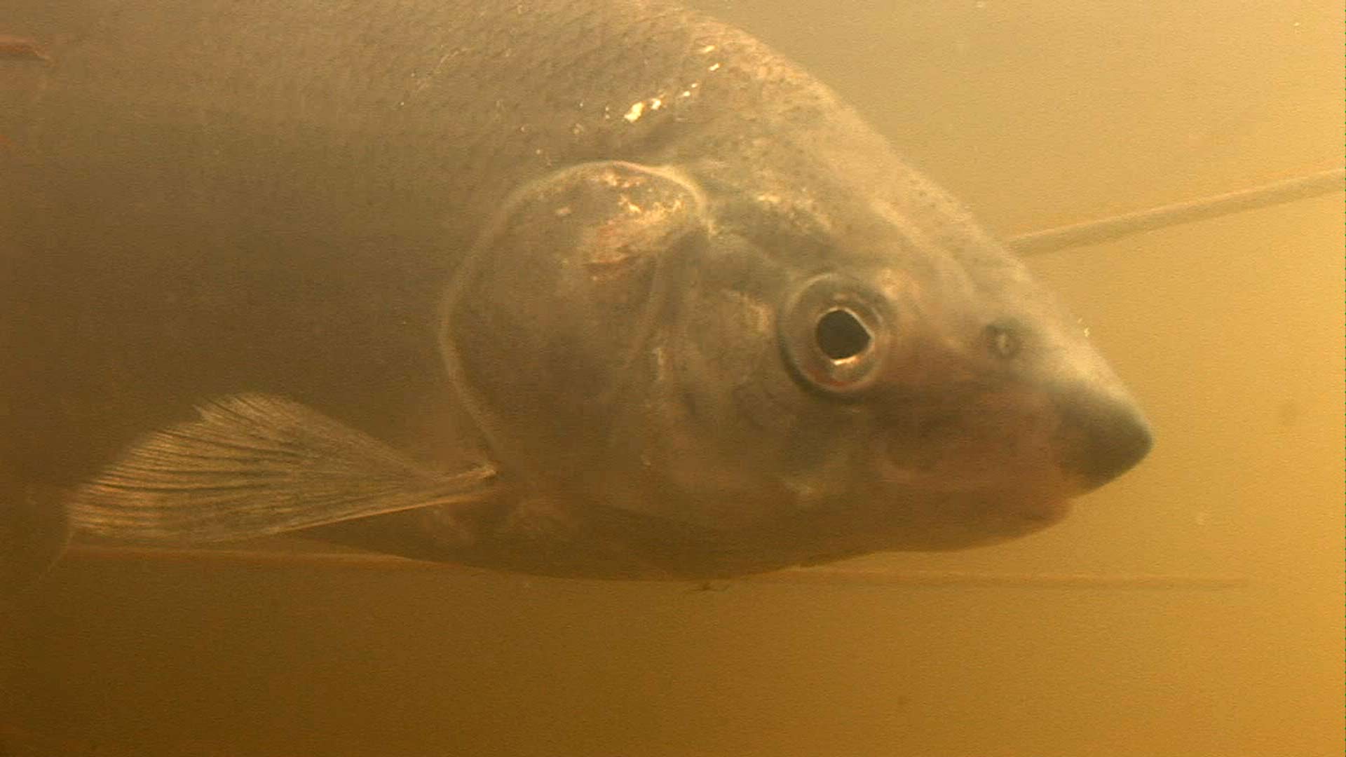 Snæbel (Coregonus lavaretus)