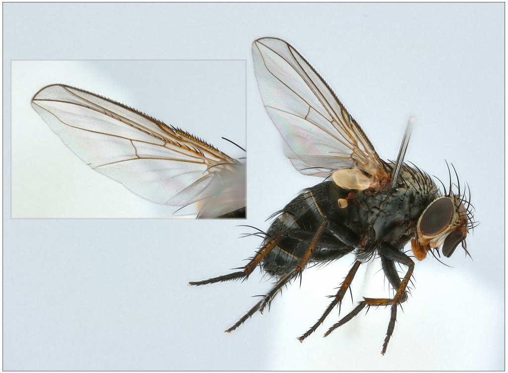 Peribaea setinervis (Peribaea setinervis)