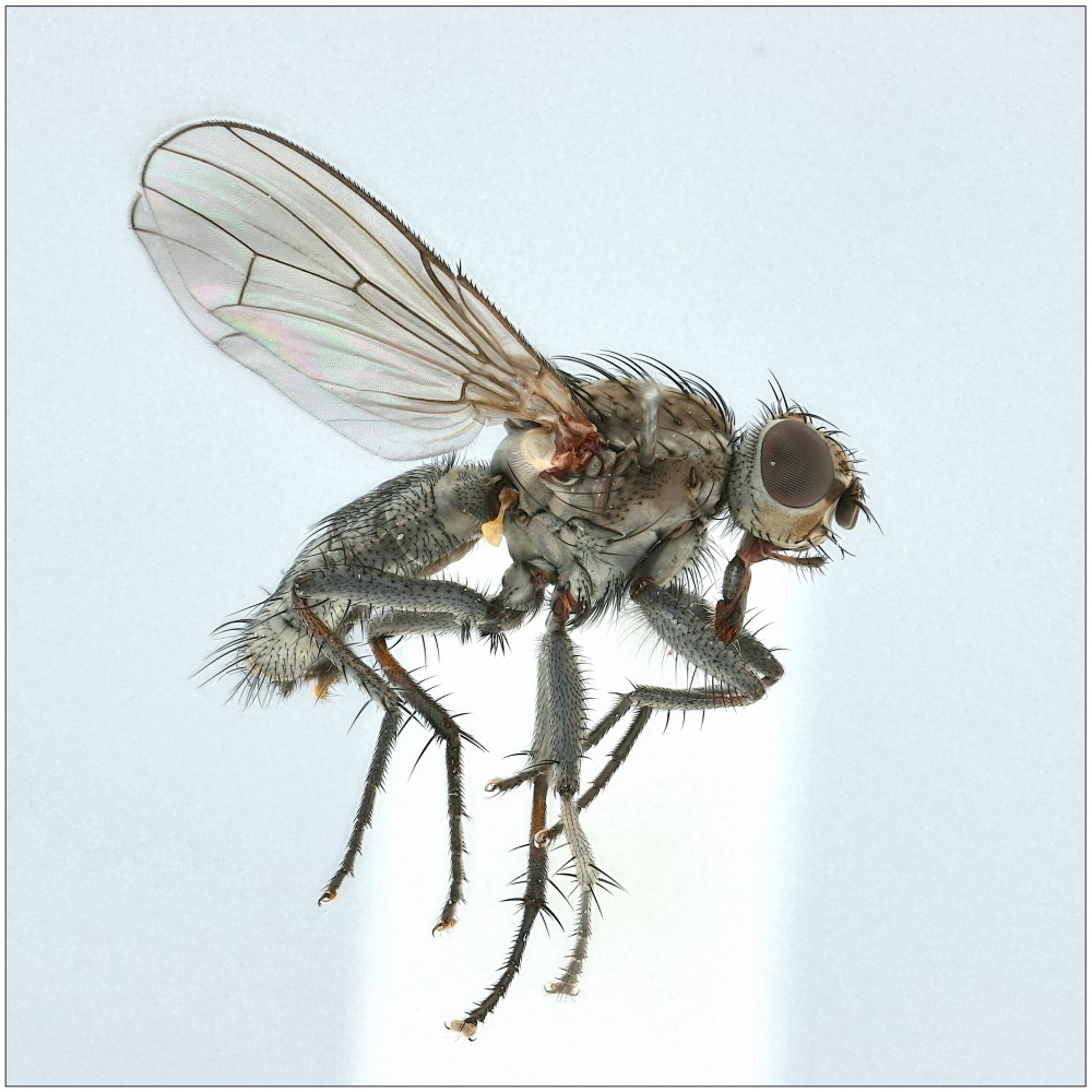 Fucellia tergina (Fucellia tergina)