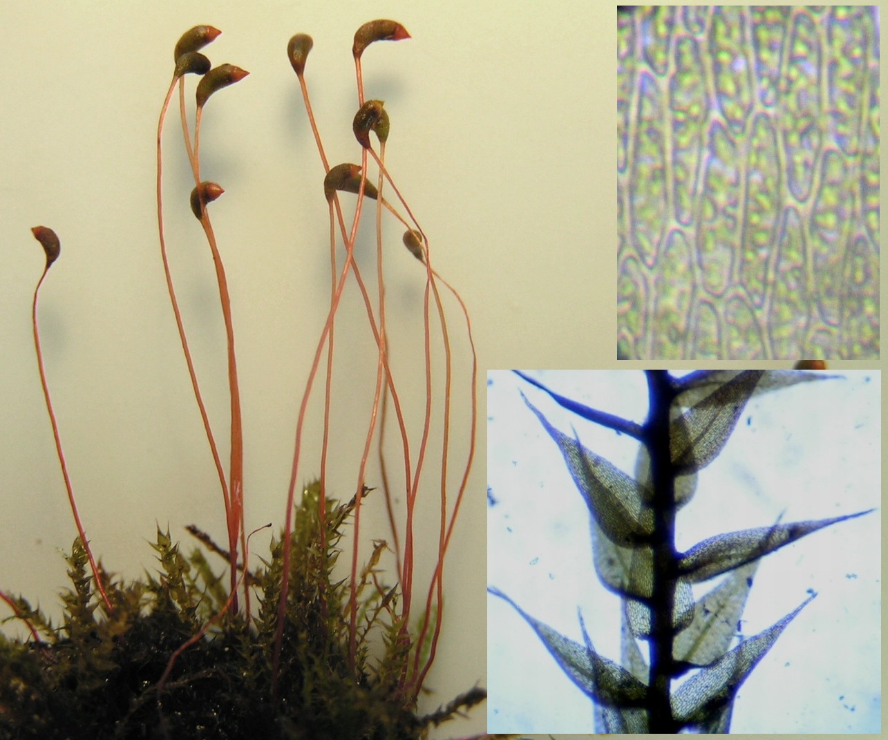 Kochs Pytmos (Leptodictyum kochii)