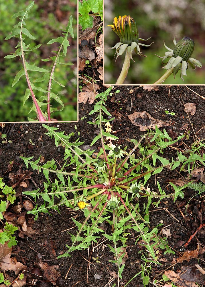 Netåret Vejmælkebøtte (Taraxacum tumentilobum)