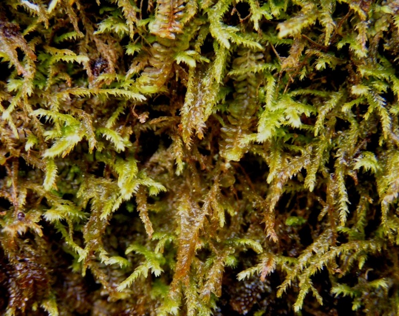 Mat Forskelliggren (Heterocladium heteropterum)