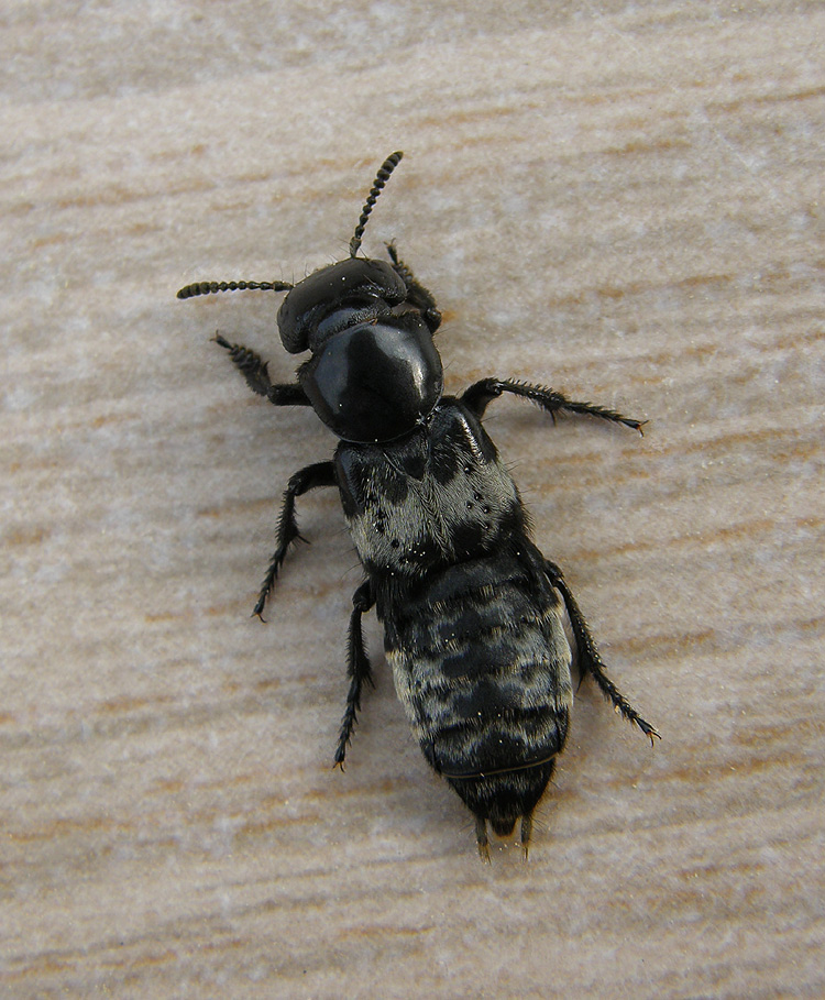 Skrækrovbille (Creophilus maxillosus)