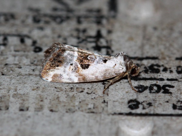 Lille Charmeugle (Elaphria venustula)