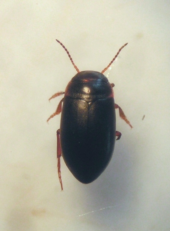 Hydroporus longicornis (Hydroporus longicornis)