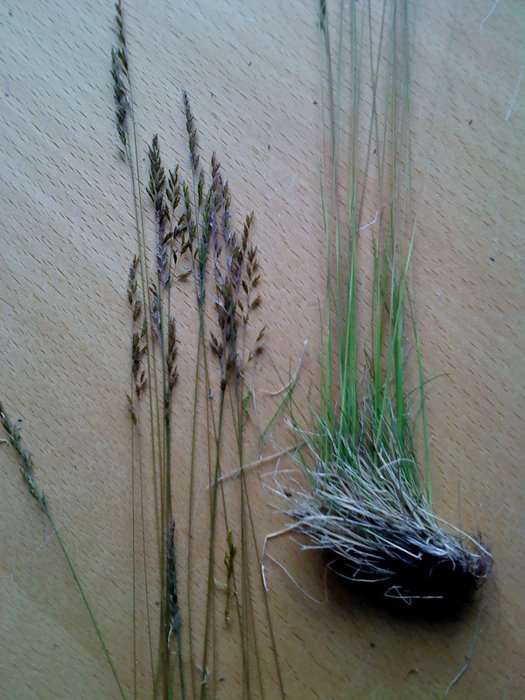 Finbladet Svingel (Festuca filiformis)