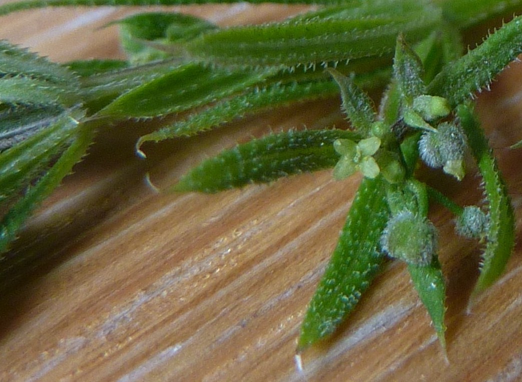 Uægte Burre-Snerre (Galium spurium ssp. vaillantii)