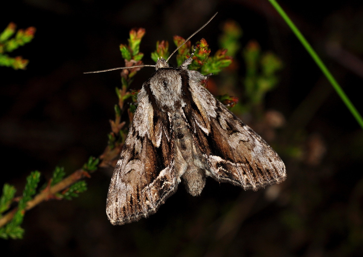 Retvinklet Ugle (Hyppa rectilinea)