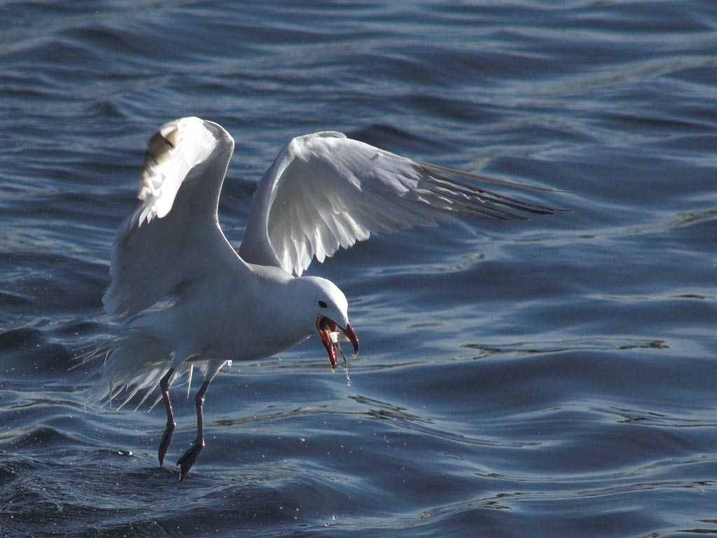 Audouinsmåge (Larus audouinii)