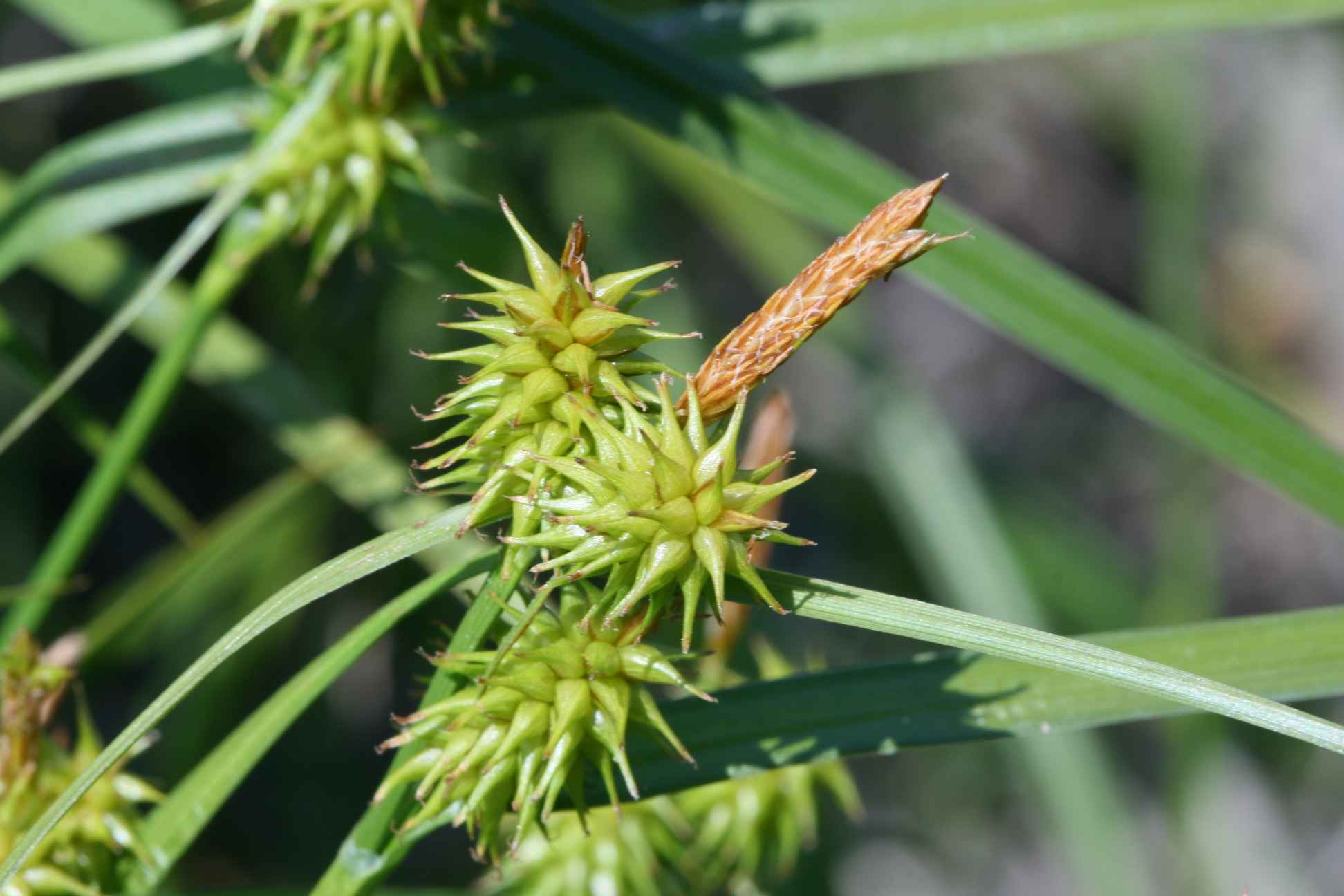 Gul Star (Carex flava)