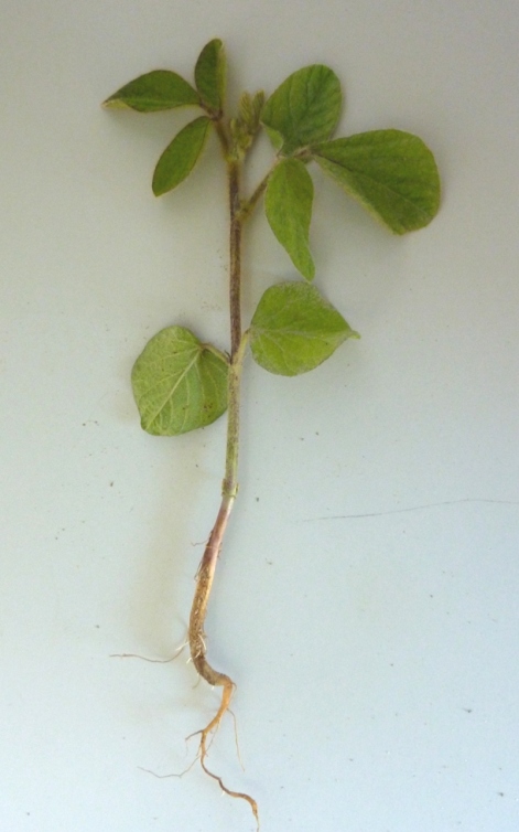 Soyabønne (Glycine max)