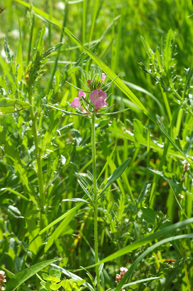 Ager-Løvemund (Misopates orontium)