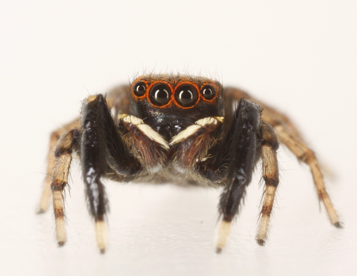 Vinkebenspringer (Euophrys frontalis)