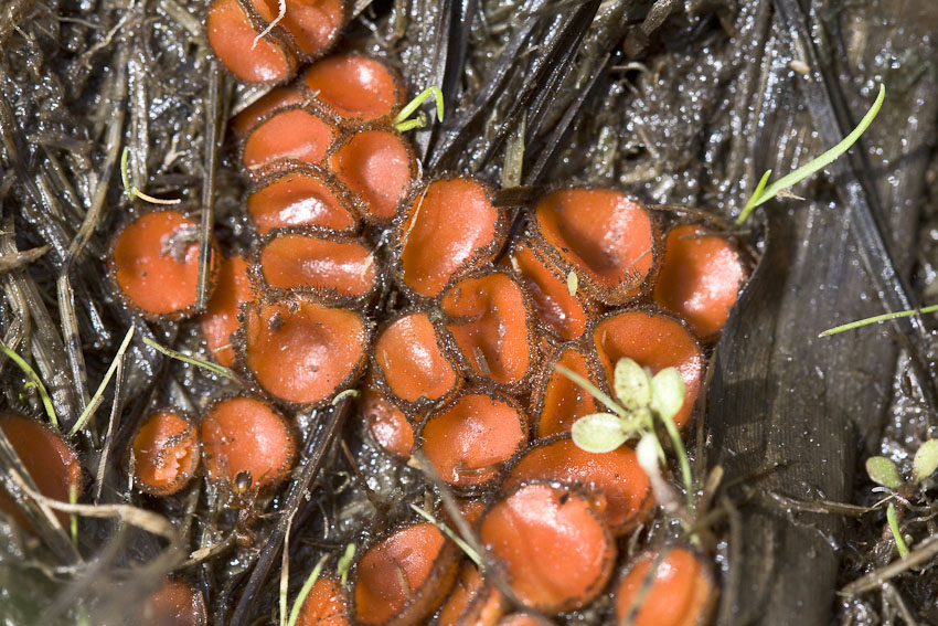 Scutellinia crinita (Scutellinia crinita)