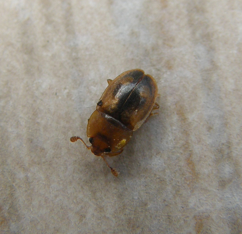 Epuraea terminalis (Epuraea terminalis)