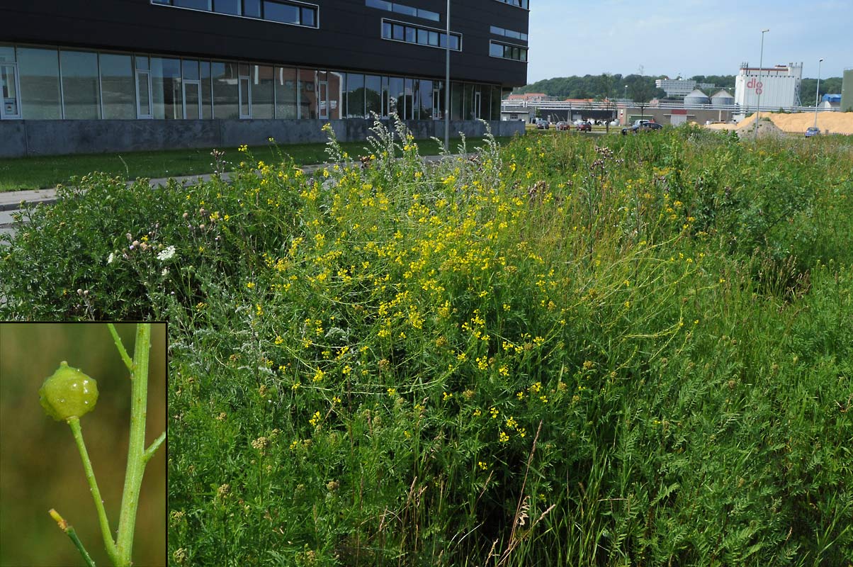 Orientalsk Takkeklap (Bunias orientalis)