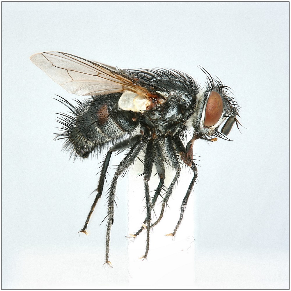 Masicera silvatica (Masicera silvatica)