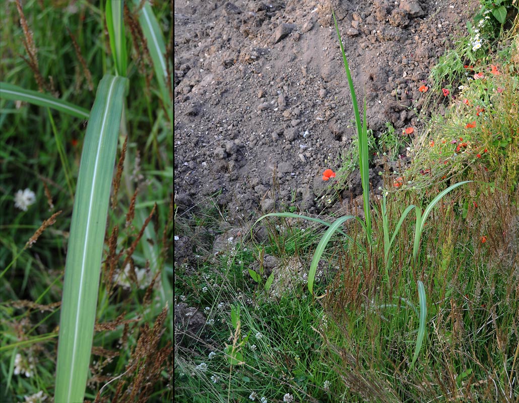 Kinesisk Elefantgræs (Miscanthus sinensis)