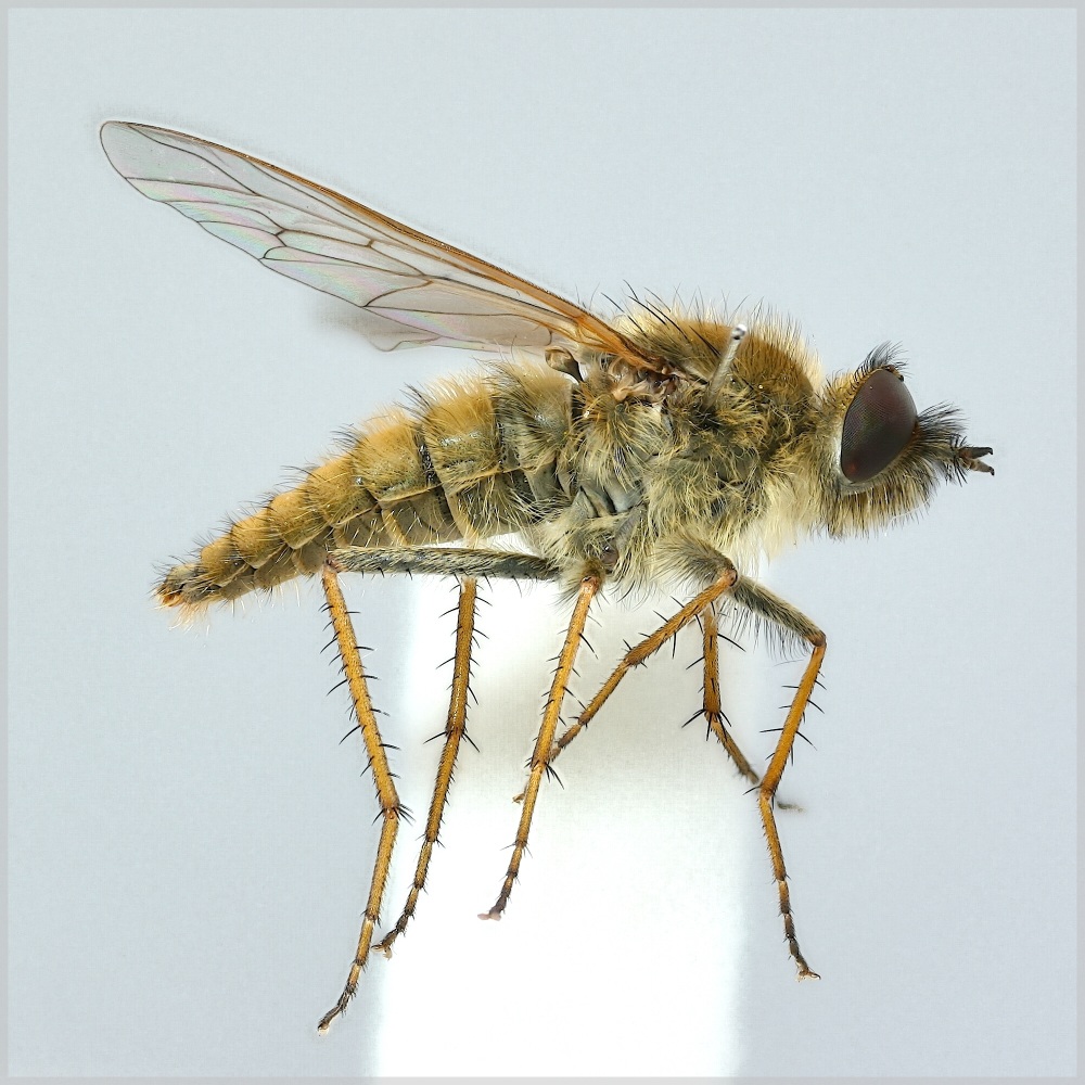 Thereva cinifera (Thereva cinifera)