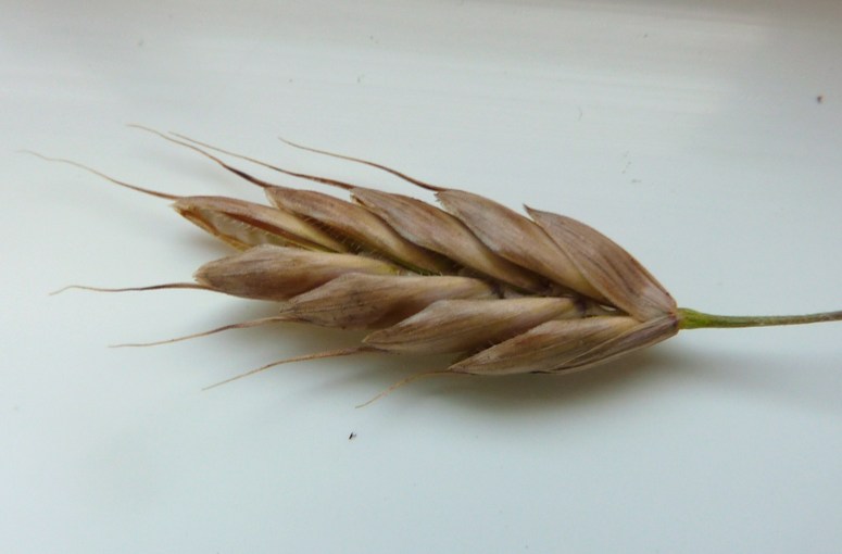 Rug-Hejre (Bromus secalinus)