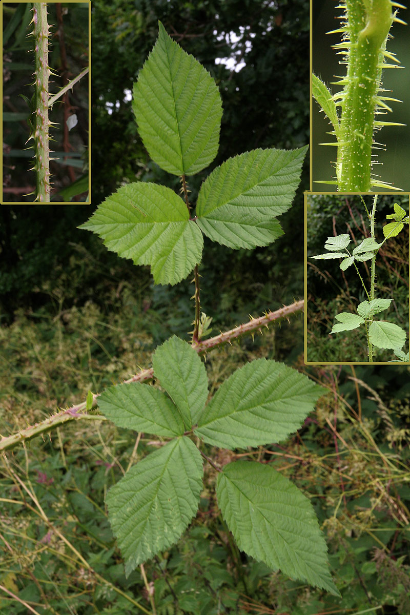 Pigget Hasselbrombær (Rubus hystricopsis)